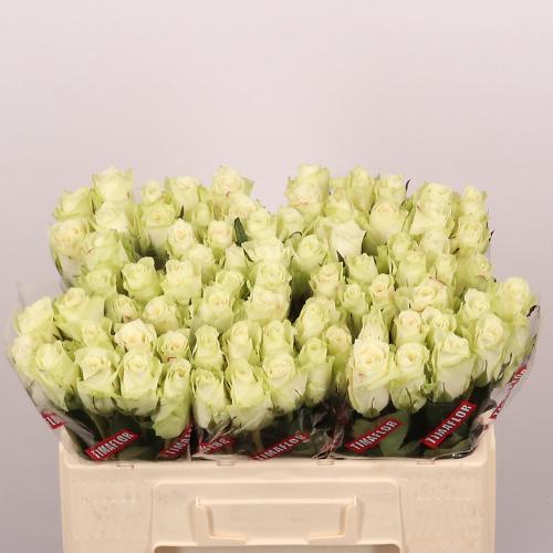 Rosa grootbloemig Athena