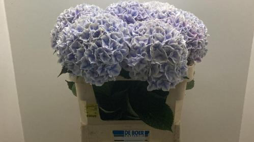 Hydrangea macrophylla 'Sunsation' (paars)