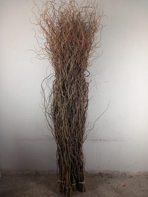Salix babylonica 'Tortuosa'