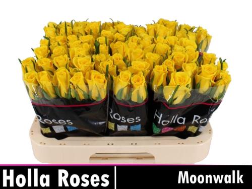 Rosa grootbloemig Moonwalk