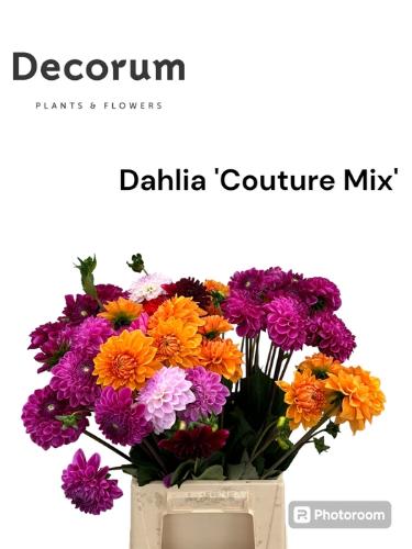 Dahlia overig