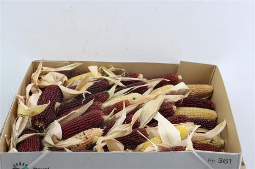 Siervruchten per tak Zea Mays 'Strawberry Corn'