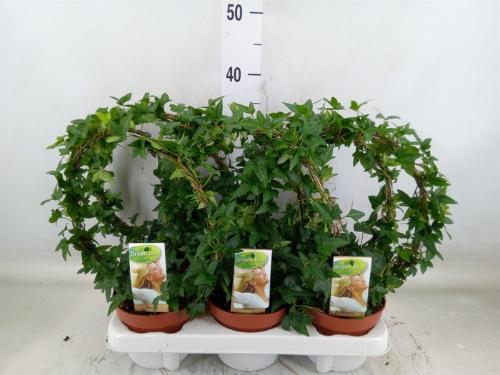 Hedera helix overig groen