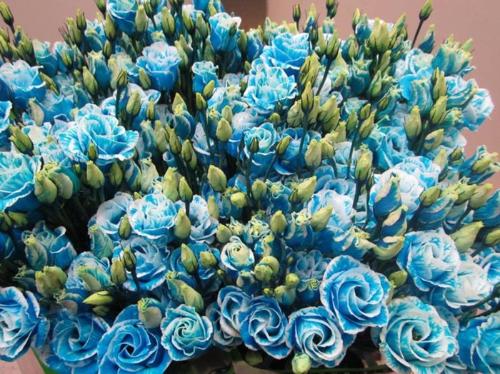 Eustoma russellianum gevuldbloemig kleurbehandeld H%
