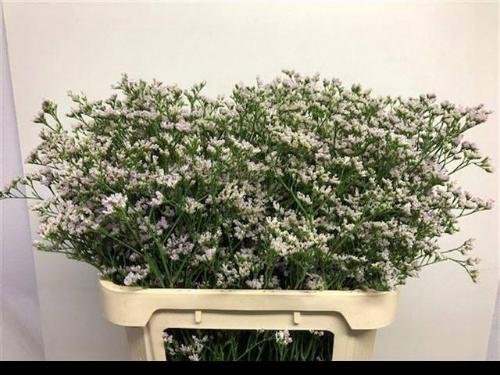 Limonium caspium 'White Neto'