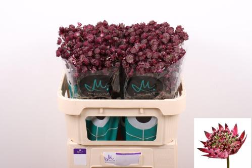 Astrantia major 'Star Of Love'