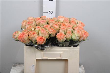 Rosa grootbloemig Barbarella