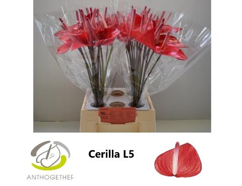 Anthurium Andreanum Grp Cerilla