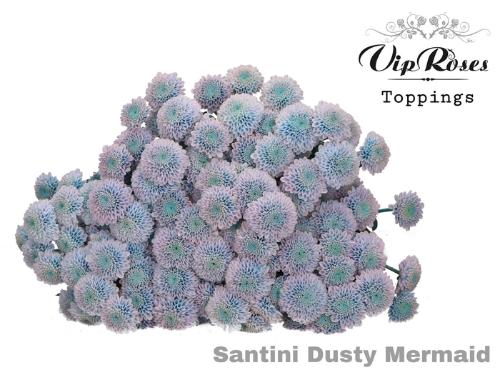 Chrysanthemum Indicum Grp tros santini kleurbehandeld H%