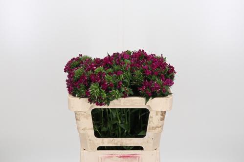 Dianthus barbatus 'Amazon Neon Cherry'