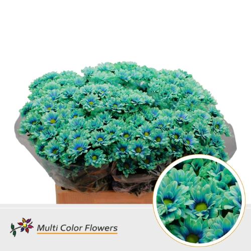 Chrysanthemum Indicum Grp tros kas kleurbehandeld H%