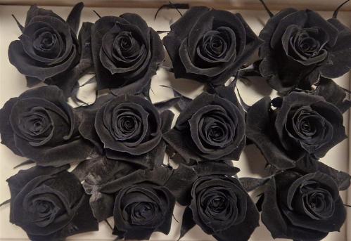 Rosa grootbloemig kleurbehandeld H%