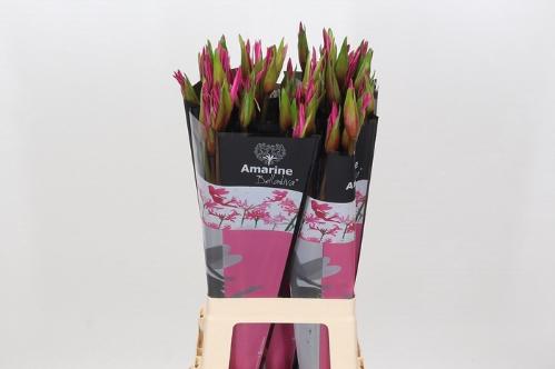 x Amarine Belladiva Donker Roze