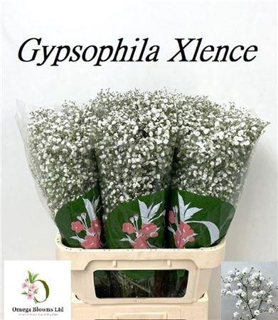 Gypsophila paniculata Xlence
