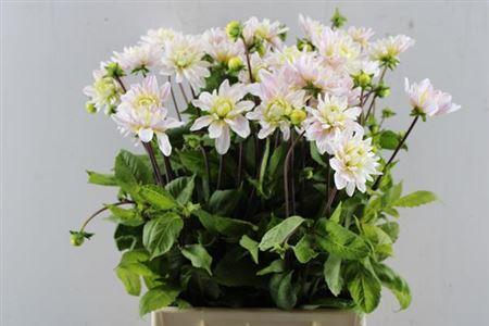Dahlia (Decorative Grp) 'Silver Years'