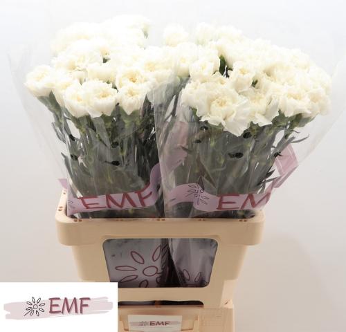 Dianthus standaard Everest