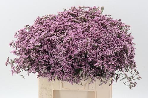 Limonium Safora Oshi Pink