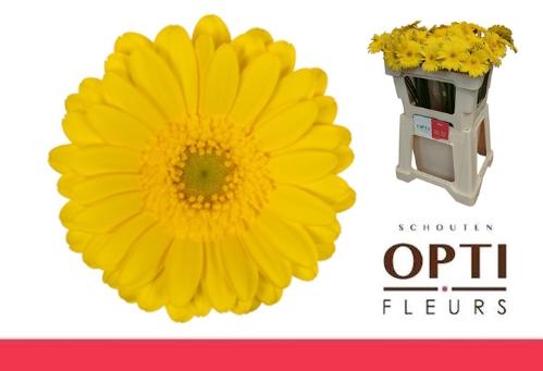 Gerbera mini Moreno