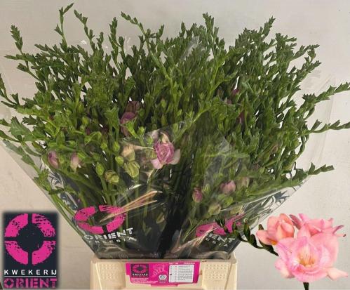 Freesia dubbelbloemig 'Honeymoon'