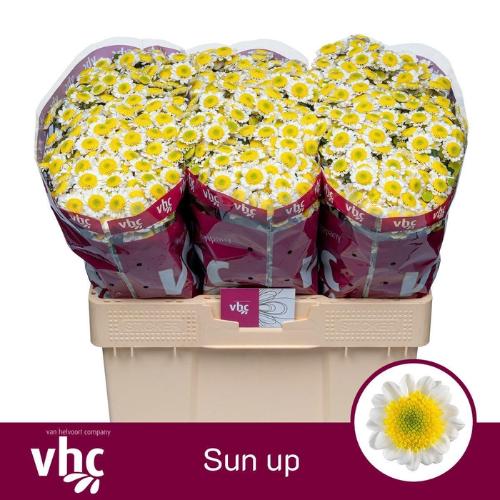 Chrysanthemum Indicum Grp tros santini 'Sun Up'