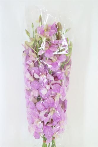 Dendrobium overig