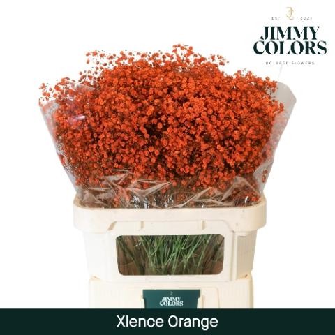 Gypsophila overig kleurbehandeld H%