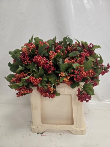 Viburnum per tak opulus 'Compactum'