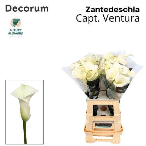 Zantedeschia 'Captain Ventura'