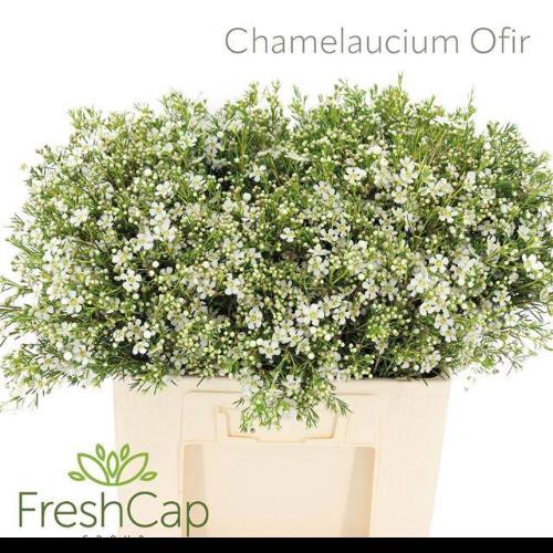 Chamelaucium uncinatum 'Ofir'