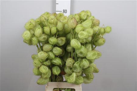 Siervruchten per tak Gomphocarpus fruticosus 'Moby Dick'