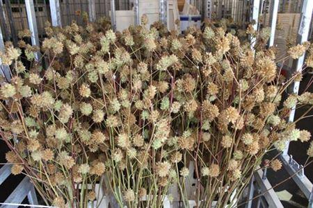Glycyrrhiza yunnanensis (zaaddoos)