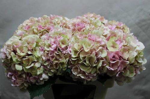 Hydrangea macrophylla 'Verena' (classic)