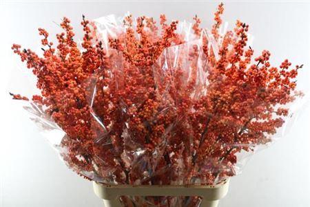 Ilex verticillata 'Winter Gold'