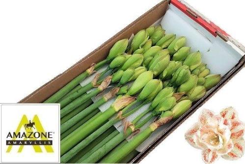 Hippeastrum Double Galaxy Grp 'Nymph'