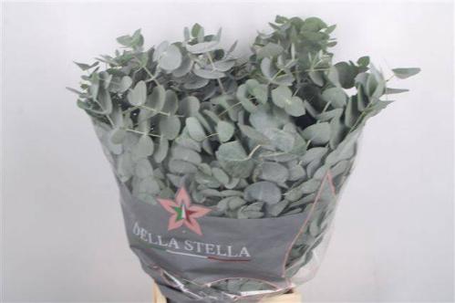 Eucalyptus per bos cinerea