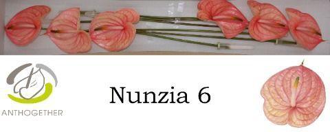 Anthurium Andreanum Grp Nunzia