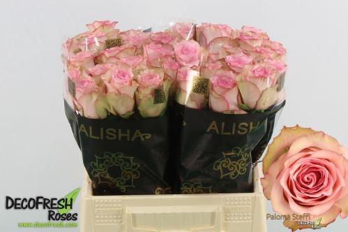 Rosa grootbloemig Paloma Steffi