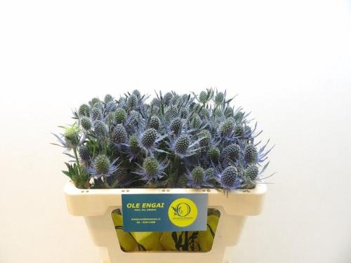 Eryngium Magical Blue Lagoon