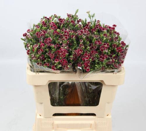 Dianthus 'Raffine Petit Faye'