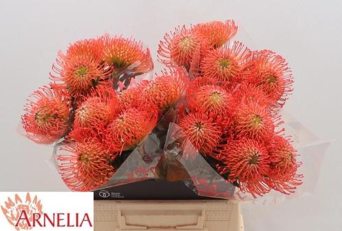 Leucospermum cordifolium 'Succession'