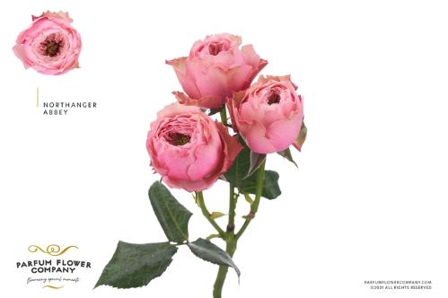 Rosa tros overig