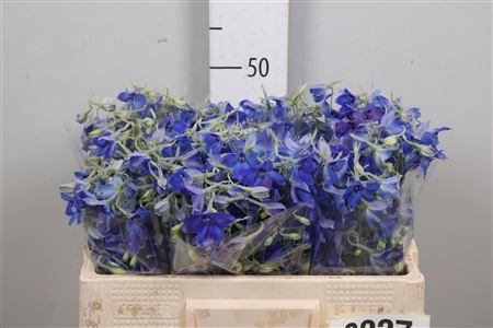 Delphinium Belladonna Grp enkelbloemig 'Volkerfrieden'