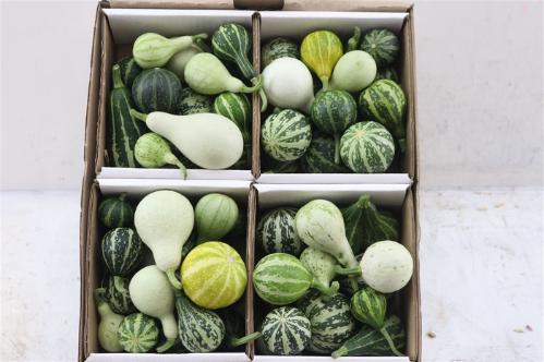Cucurbita pepo