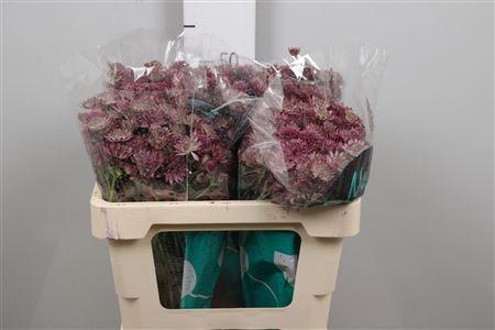Astrantia major 'Roma'