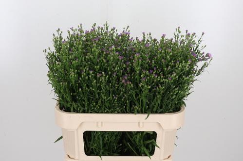 Aster Novi-belgii Grp Casarosa