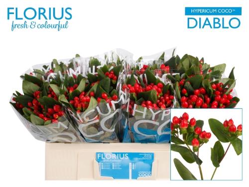 Hypericum Coco Diablo