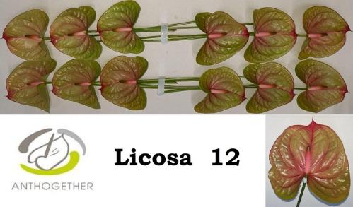 Anthurium (Andreanum Grp) Licosa