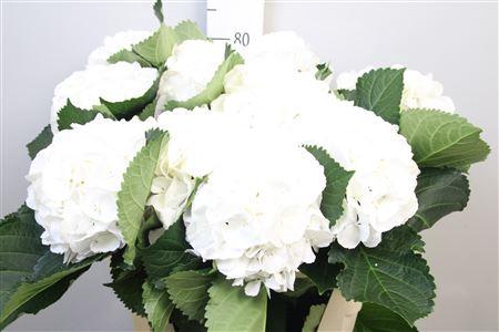 Hydrangea macrophylla 'Schneeball'