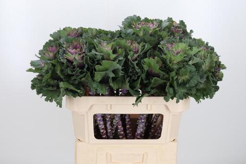 Brassica oleracea 'Ksenia'