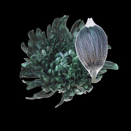 Chrysanthemum (Indicum Grp) geplozen Antonov kleurbehandeld H%